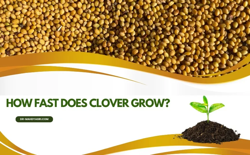 how fast does clover grow?